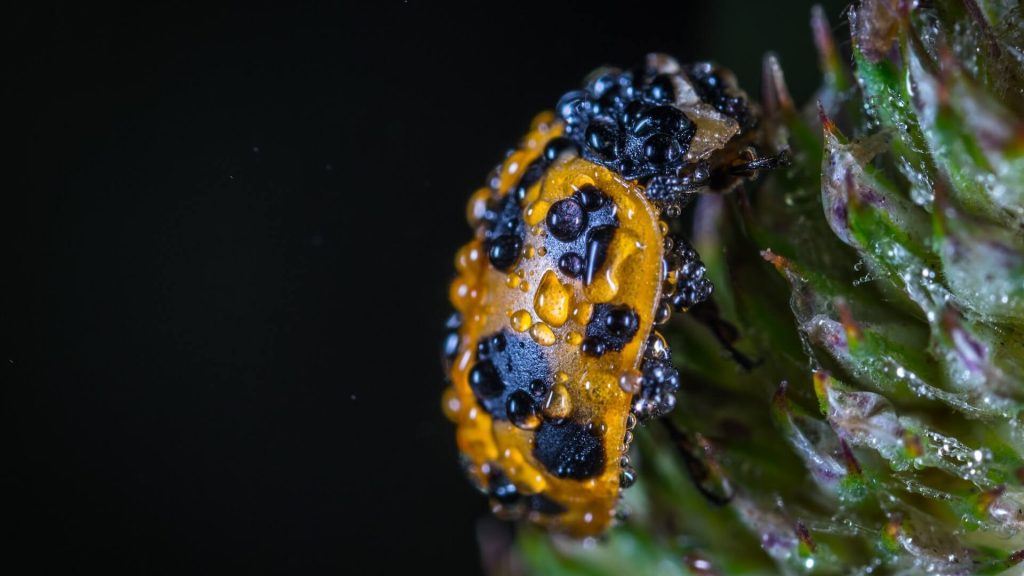 A ladybug covered in water drops