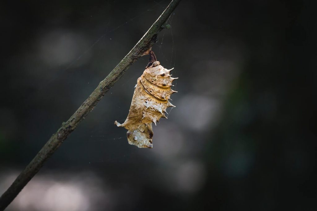 A butterfly cocoon, a protective casing spun by a caterpillar as it undergoes metamorphosis, awaiting its transformation into a beautiful butterfly.