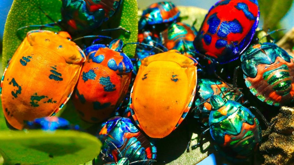 Several colorful bugs on to of some leafs 