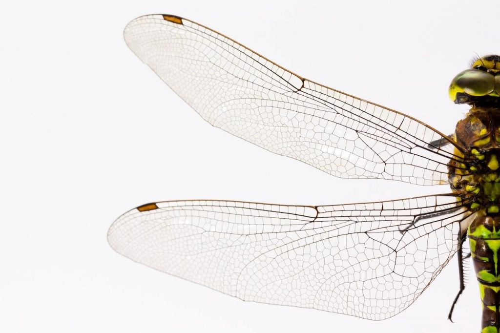 The delicate and intricate wing of a dragonfly, showcasing its iridescent colors and intricate venation. 