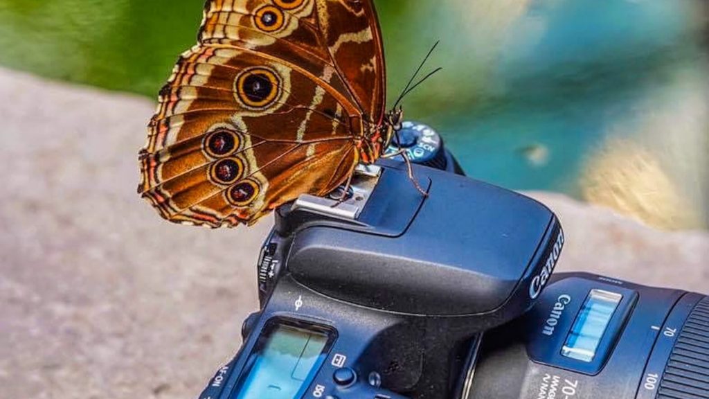 A butterfly resting on a DSLR camera.
