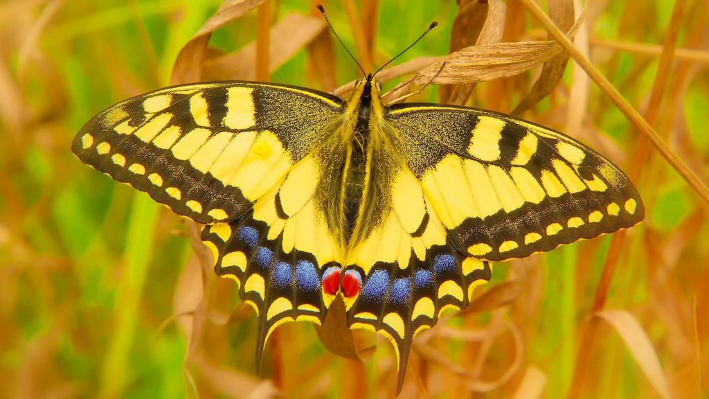 A yellow butterfly 