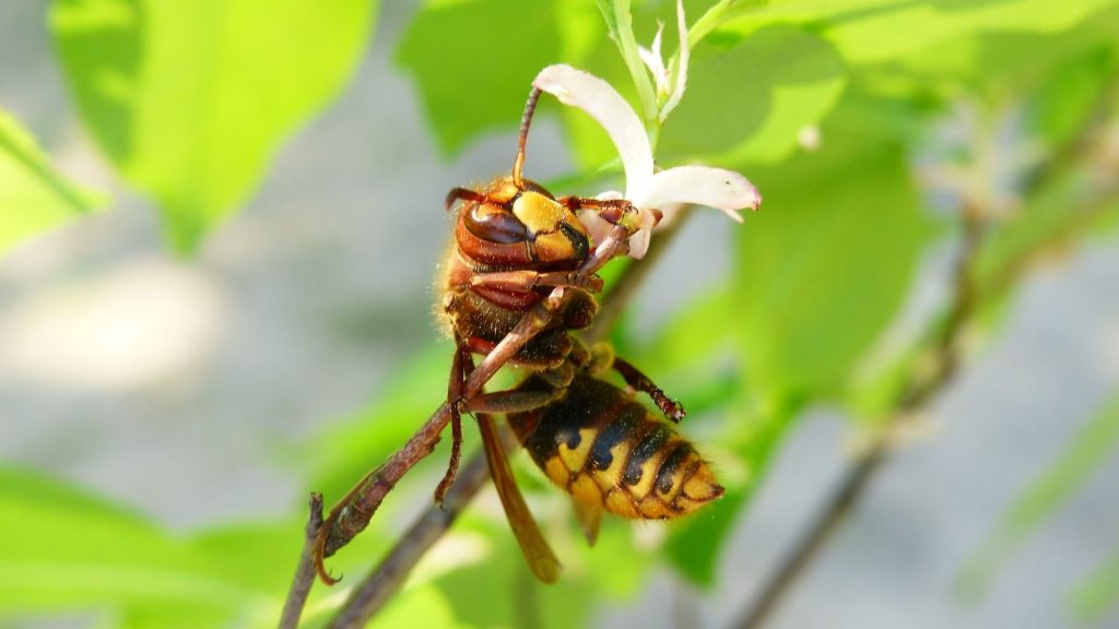 A yellow jacket flying near a flower.